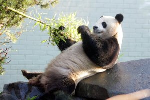 450150-yang-guang-panda-geant-male