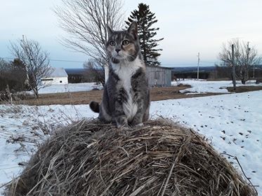 Odile sur meule foin